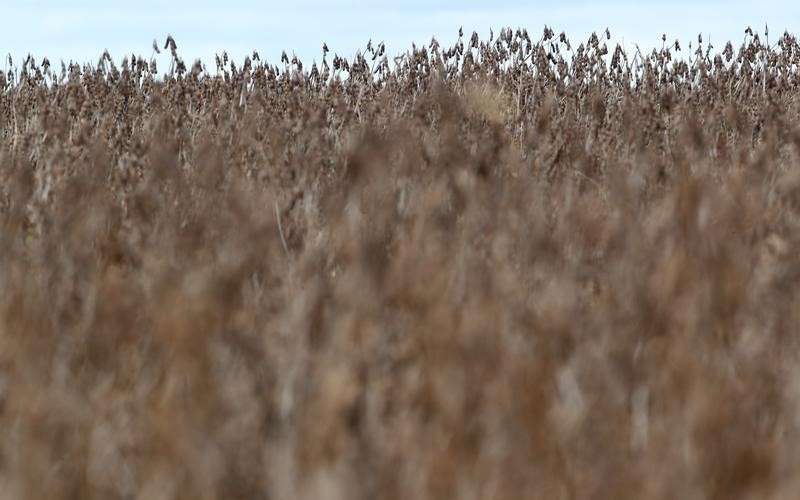 © Reuters. Plantação de soja em Primavera do Leste, no Mato Grosso, Brasil