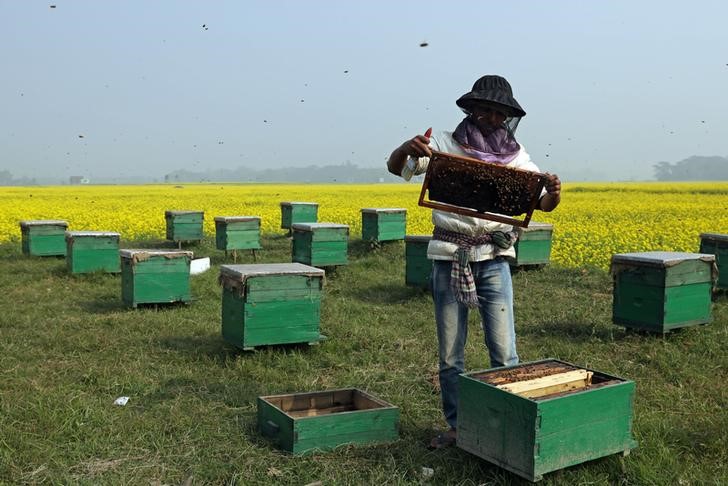 © Reuters. Los pesticidas ponen a las abejas en riesgo, confirma el organismo de control europeo