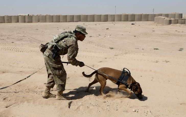 © Reuters. تقرير للبنتاجون: الجيش الأمريكي يسيء معاملة الكلاب رغم قيامها بأدوار بطولية