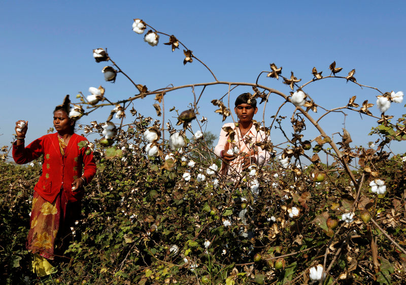 © Reuters. FILE PHOTO: Farmers harvest cotton in a field in Nana Viramgam village, Gujarat, India