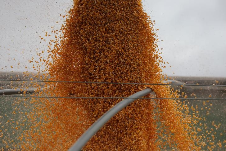 © Reuters. Milho sendo despejado em caminhão durante colheita em Dixon, Nebraska, EUA