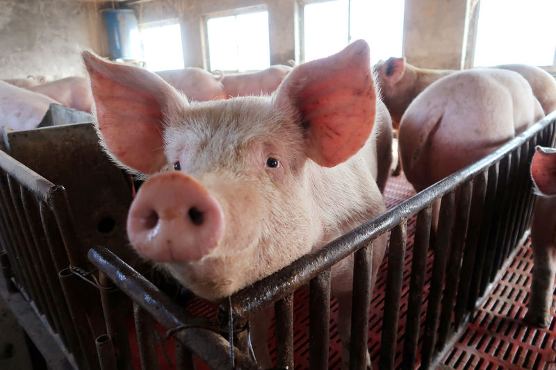 © Reuters. FILE PHOTO: Pigs are seen on a family farm in Xiaoxinzhuang village, Hebei