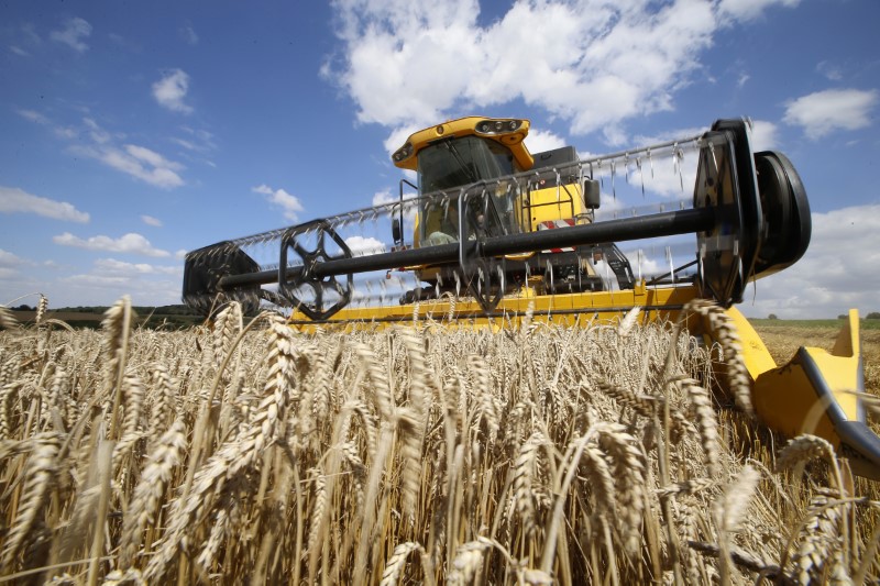 © Reuters. Agricultor francês colhe trigo em Honnecourt-sur-Escaut, perto de Cambrai, na França