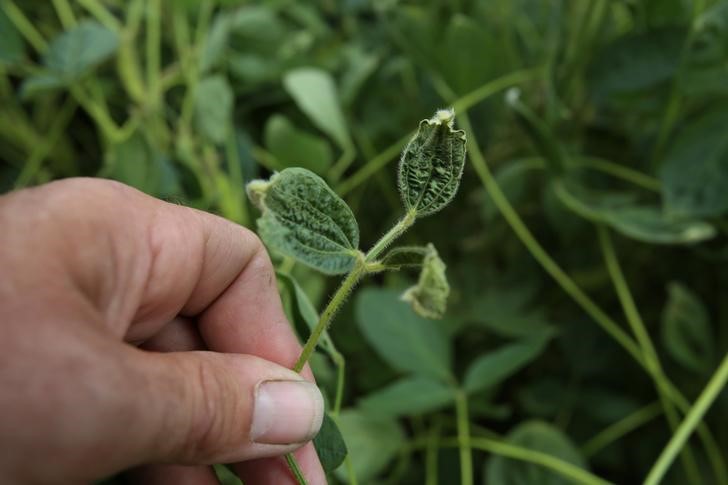 © Reuters. Agricultor observa lavoura de soja que mostra sinais de danos decorrentes do pesticida Dicamba, da Monsanto, em sua fazenda em Dell, no Arkansas