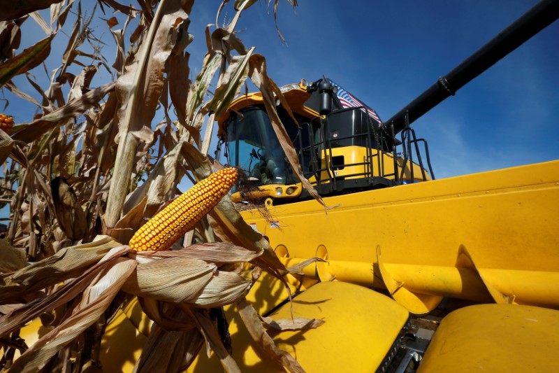 © Reuters. FILE PHOTO: A combine machine harvests corn in a field in Minooka