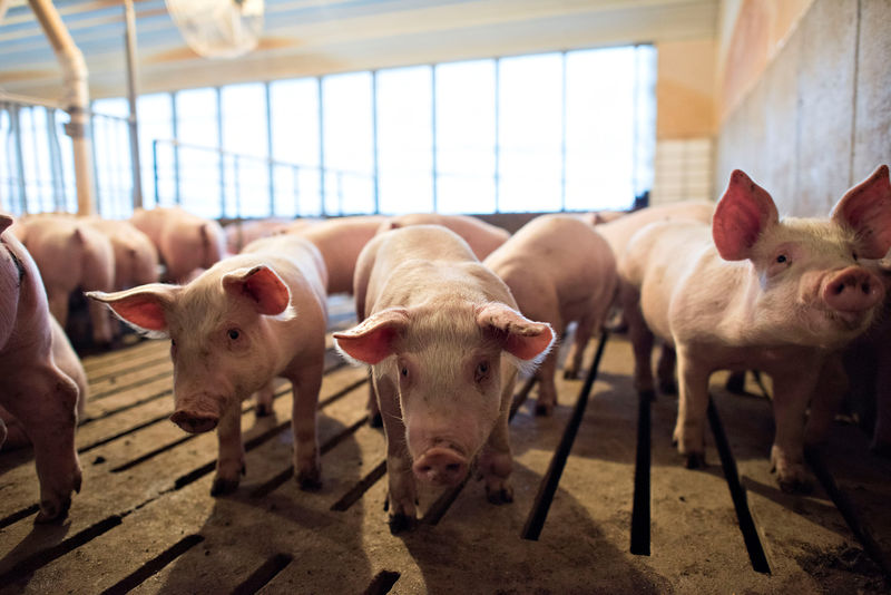 © Reuters. FILE PHOTO: Hogs at Paustian Enterprises Farm in Walcott, Iowa