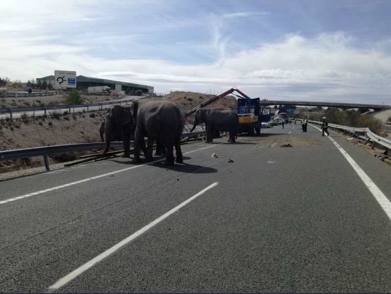 © Reuters. نفوق فيل في حادث انقلاب شاحنة سيرك في إسبانيا