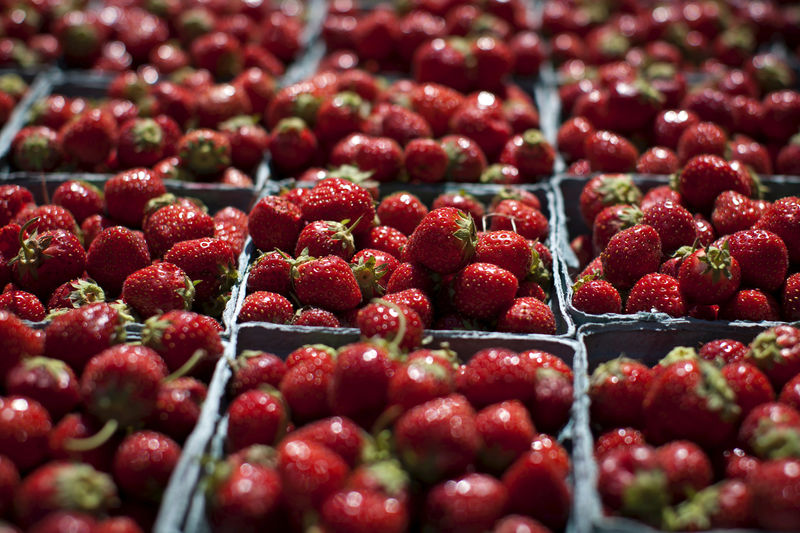 © Reuters. FILE PHOTO: Boxes of fresh strawberries sit in the summer sun at a farmers' market in Hoboken