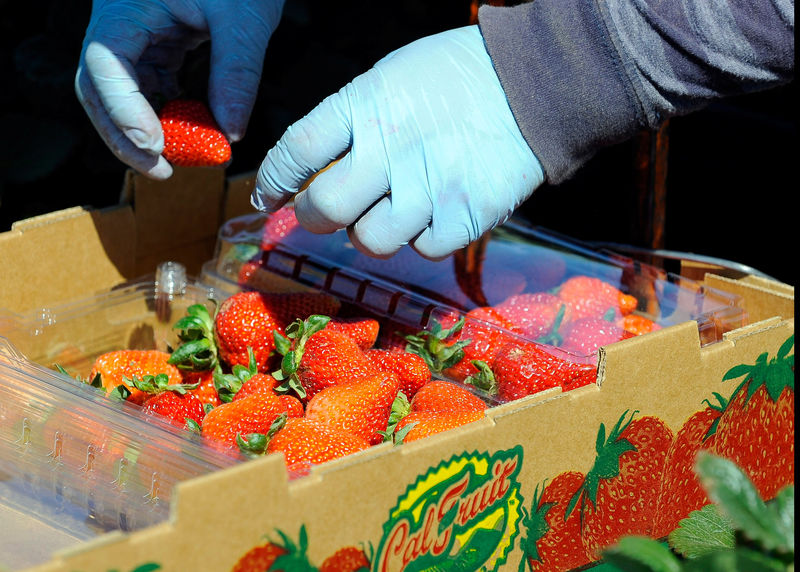 © Reuters. FILE PHOTO: A field worker puts strawberries into a box after picking them in Oxnard