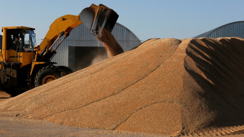 © Reuters. Grãos de trigo são vistos em empresa agrícola em Talniki, na Rússia