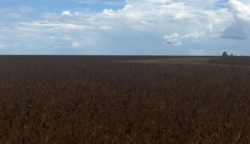 © Reuters. Plantação de soja em São Desidério, no Estado da Bahia, Brasil