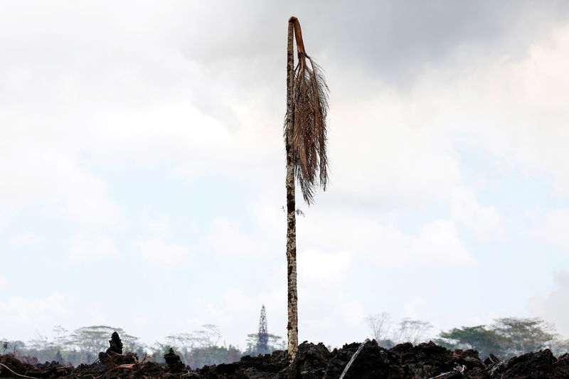 © Reuters. A dead palm tree stands in a lava flow in the Leilani Estates subdivision during ongoing eruptions of the Kilauea Volcano