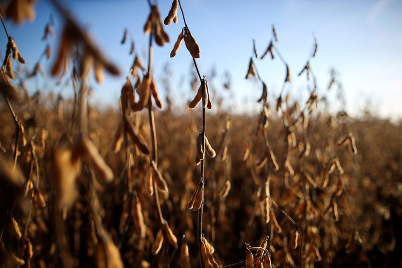 © Reuters. Plantação de soja