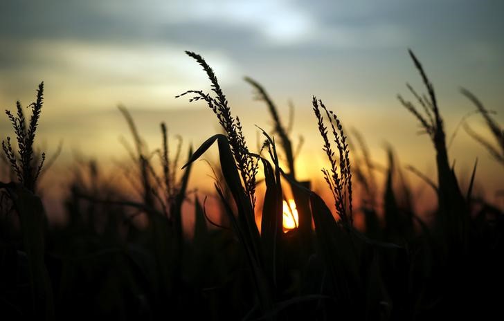 © Reuters. Plantação de milho
