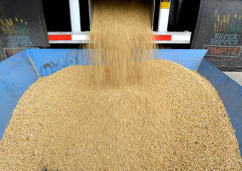 © Reuters. FILE PHOTO: An incoming truckload of soybeans is unloaded in Fargo