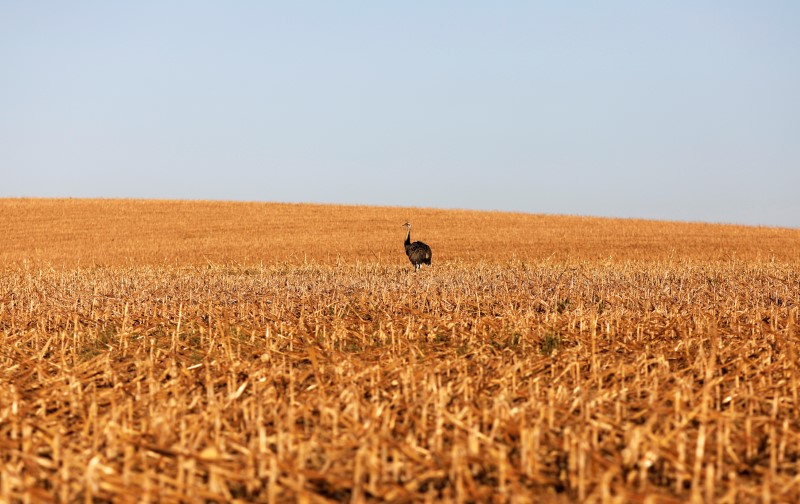 © Reuters. Avestruz em campo de milho perto de Lucas do Rio Verde, Mato Grosso, Brasil