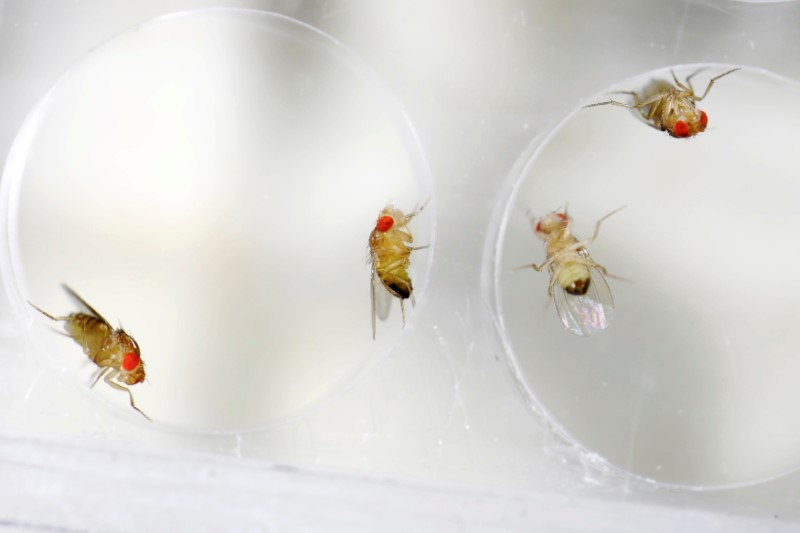 © Reuters. Investigadores israelíes experimentan con los orgasmos en las moscas de la fruta