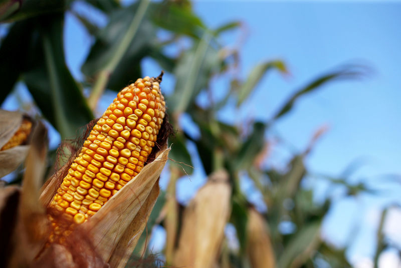 © Reuters. FILE PHOTO: Corn is seen in a field in Morocco