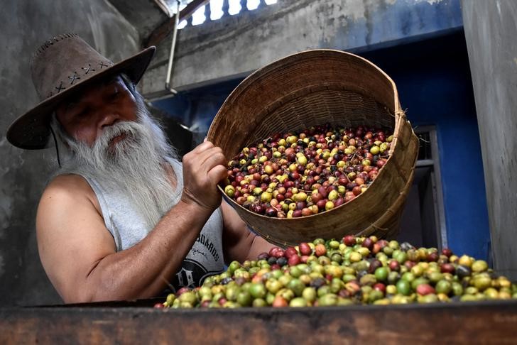 © Reuters. Trabalhador manuseia cesa com grãos de café