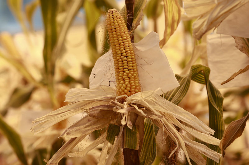 © Reuters. FILE PHOTO: Genetically modified corn are seen cultivated at a greenhouse in Syngenta Biotech Center in Beijing
