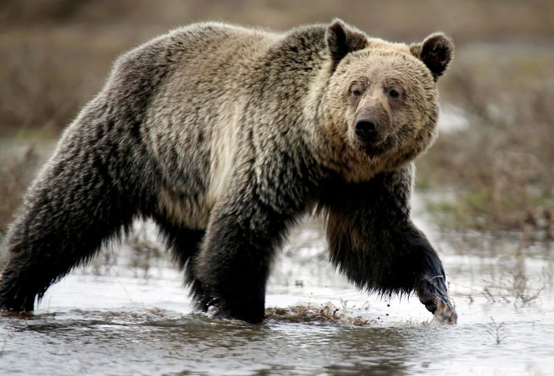 © Reuters. FILE PHOTO: A grizzly bear roams through the Hayden Valley in Yellowstone National Park in Wyoming