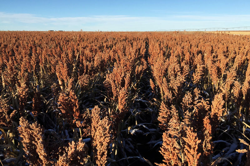 © Reuters. FILE PHOTO: A field of sorghum (milo) grain at a farm outside of Texhoma Oklahoma