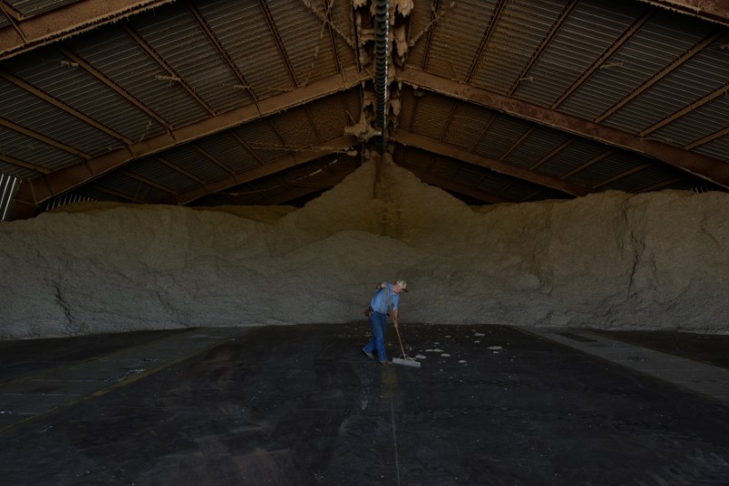 © Reuters. Scott Mceacheren sweeps the floor in front of a large pile of cotton seeds at the Southern Kansas Cotton Growers Co-op near Anthony, Kansas