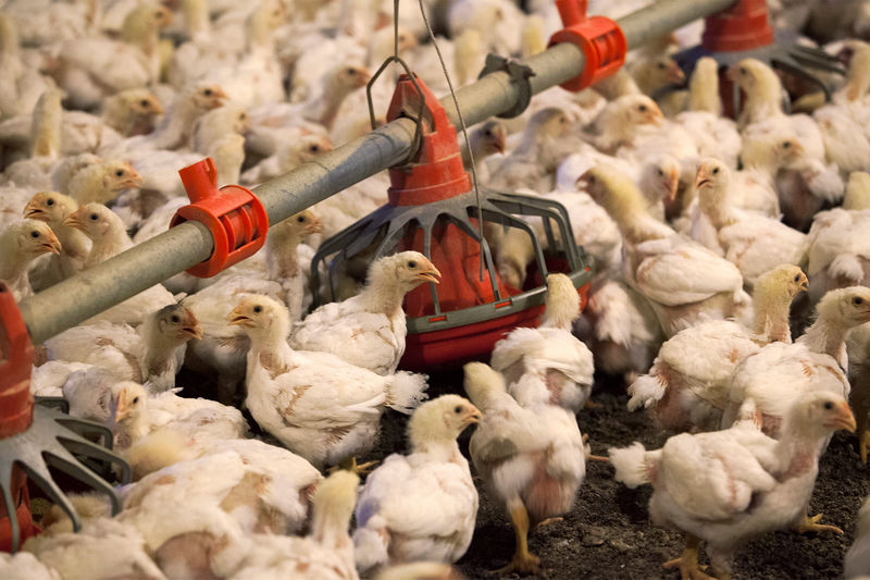 © Reuters. FILE PHOTO: Chickens feed from a row of feed bins at C&A Farms in Fairmont, North Carolina