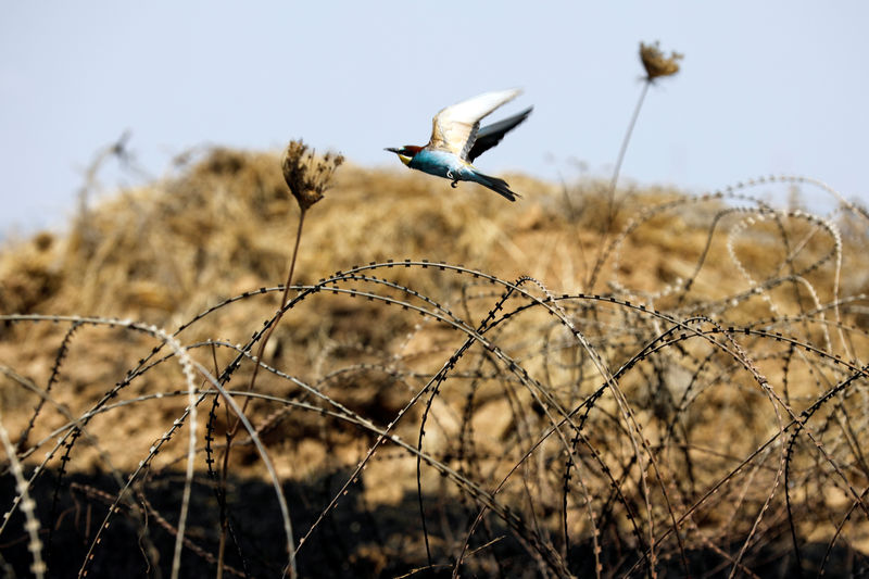 © Reuters. Cerca na fronteira entre Israel e Gaza