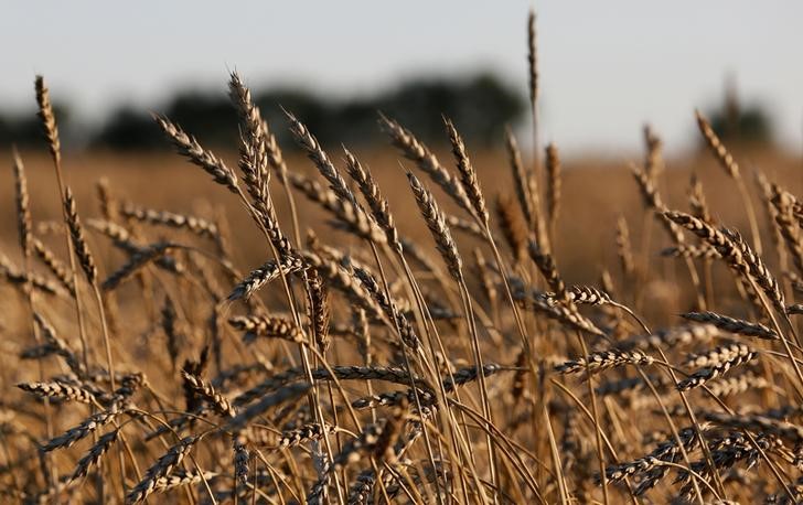 © Reuters. Пшеничное поле в Красноярском крае