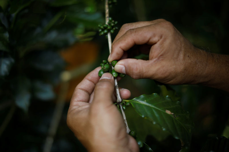 © Reuters. Hugo Aguilar shows green coffee beans in a farm in Santa Ana