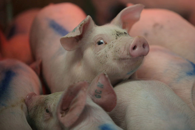 © Reuters. FILE PHOTO: Piglets are pictured in a production module at the pig farm Granjas Carrol de Mexico in Cuyoaco