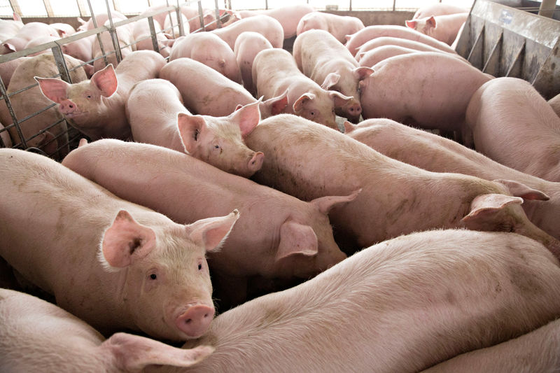 © Reuters. FILE PHOTO: Pigs nearing market weight stand in a pen at Duncan Farms in Polo