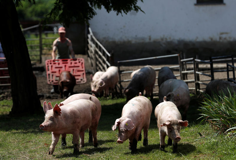 © Reuters. Pigs are seen on a pig farm in Rabacsecseny