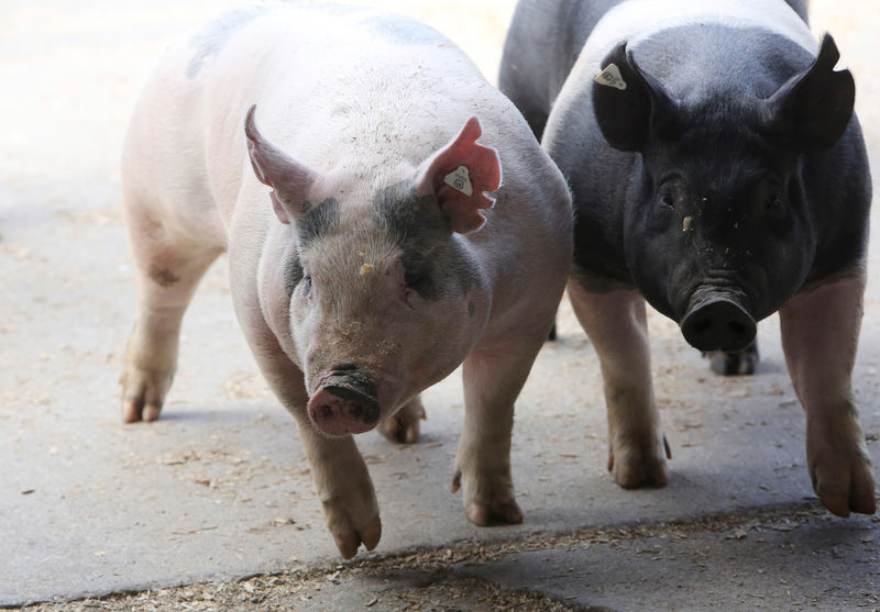 © Reuters. FILE PHOTO:    Pigs enter a barn at the 2014 World Pork Expo in Des Moines