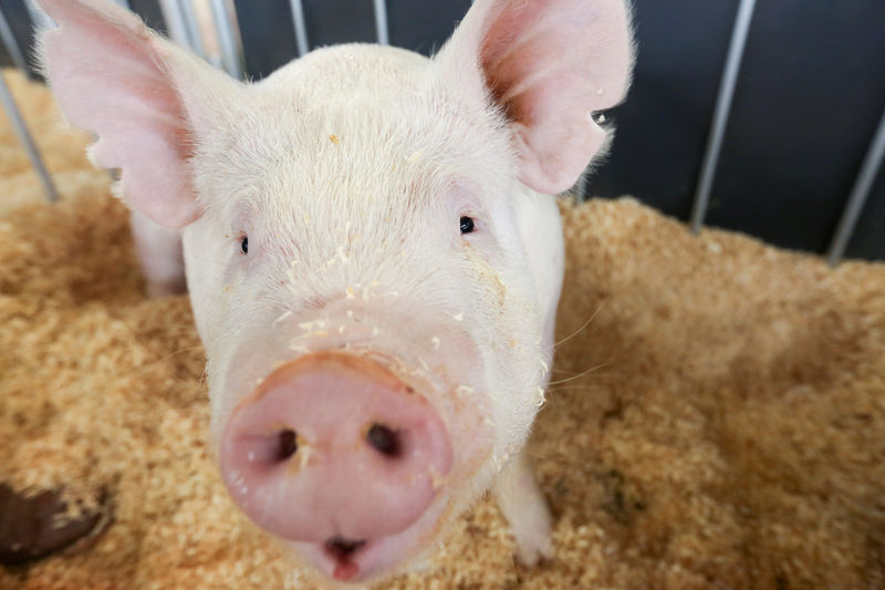 © Reuters. FILE PHOTO:    A pig stands in a holding pen at the 2014 World Pork Expo in Des Moines