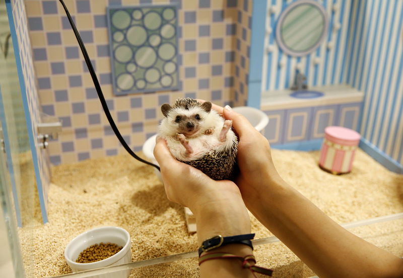 © Reuters. Customer holds a hedgehog at the ChikuChiku hedgehog cafe in Tokyo