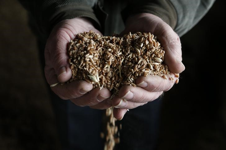 © Reuters. Рабочий держит зерна пшиницы в колхозе "Путь Ленина" в селе Рагули, Ставропольский край