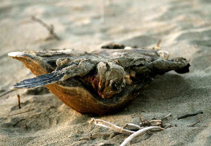 © Reuters. IMAGEN DE ARCHIVO. Los restos de una tortuga golfina en San Valentín, en el estado de Guerrero.