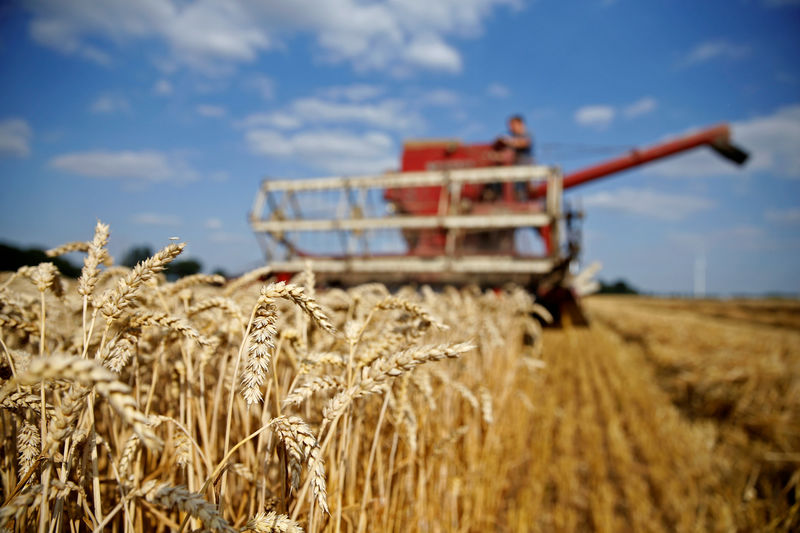 © Reuters. FILE PHOTO: Arnaud Caron, a French farmer drives an old Mc Cormick F8-413 combine as he harvests his last field of wheat, in Vauvillers