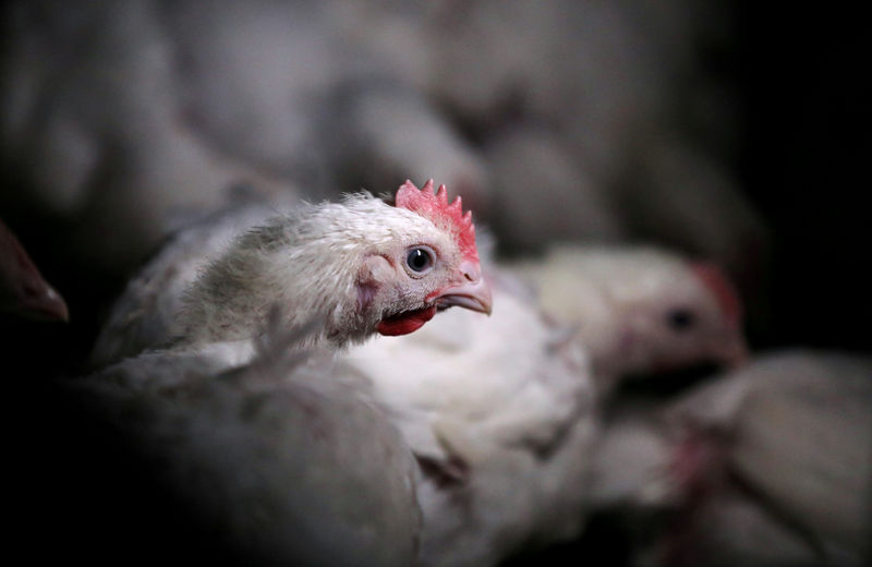 © Reuters. FILE PHOTO: Chickens are seen at a poultry farm outside Klerksdorp in the North West province