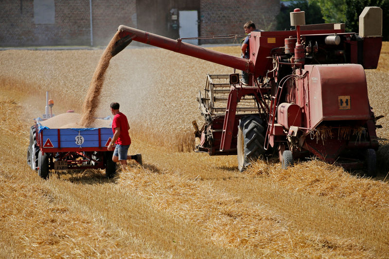 © Reuters. FILE PHOTO: A French farmer harvests his last field of wheat in Vauvillers