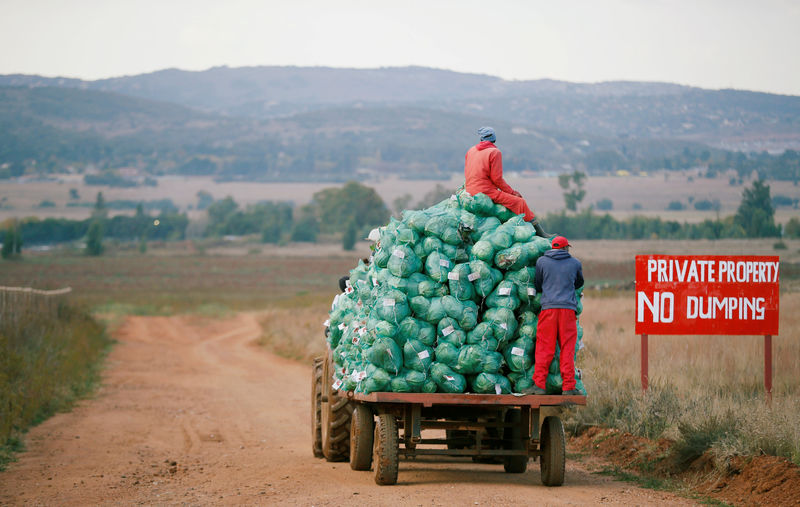 © Reuters. FILE PHOTO: Farm workers harvest cabbages at a farm in Eikenhof, near Johannesburg