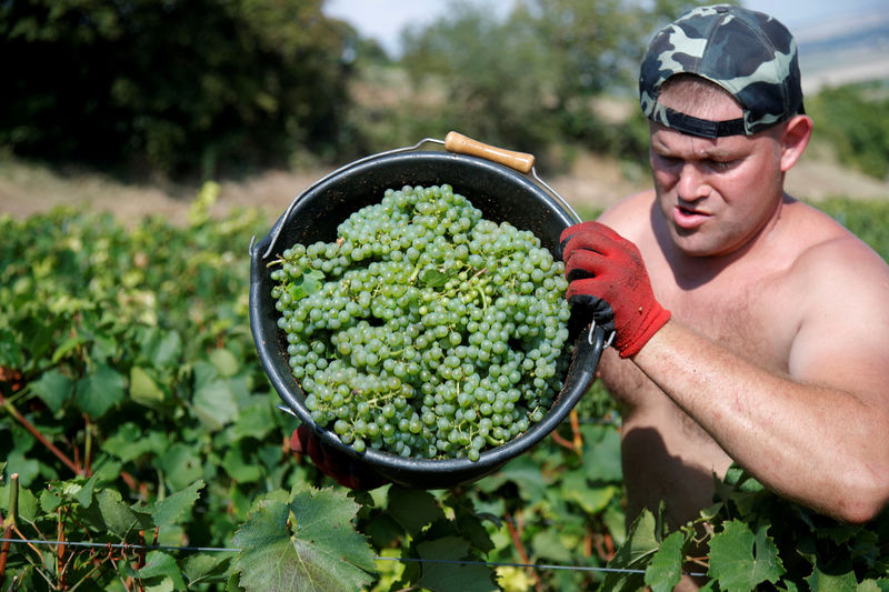 © Reuters. FILE PHOTO: Grape pickers harvest fruit from the vines at the Philippe Gonet vineyard during the traditional Champagne wine harvest in Montgueux