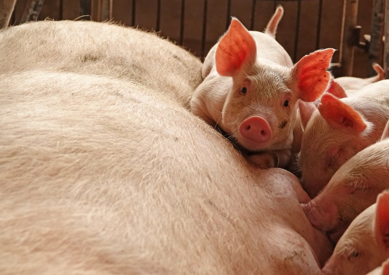 © Reuters. إقليم شاندونغ الصيني يحظر دخول الخنازير الحية من مناطق الإصابة بالحمى الأفريقية