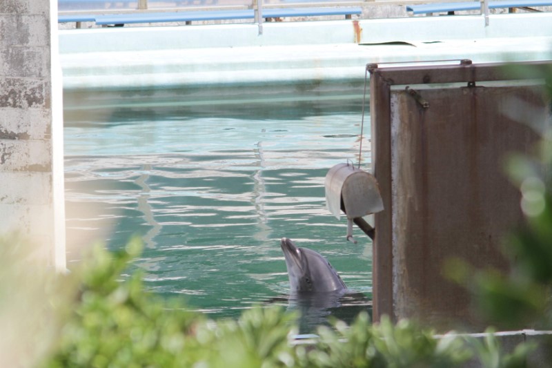 © Reuters. Golfinho é visto abandonado no Aquário e Parque Marinho Inubosaki em Choshi, no Japão