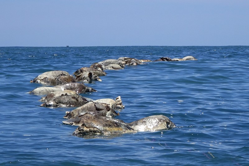 © Reuters. العثور على نحو 300 سلحفاة مهددة بالانقراض نافقة قبالة ساحل المكسيك