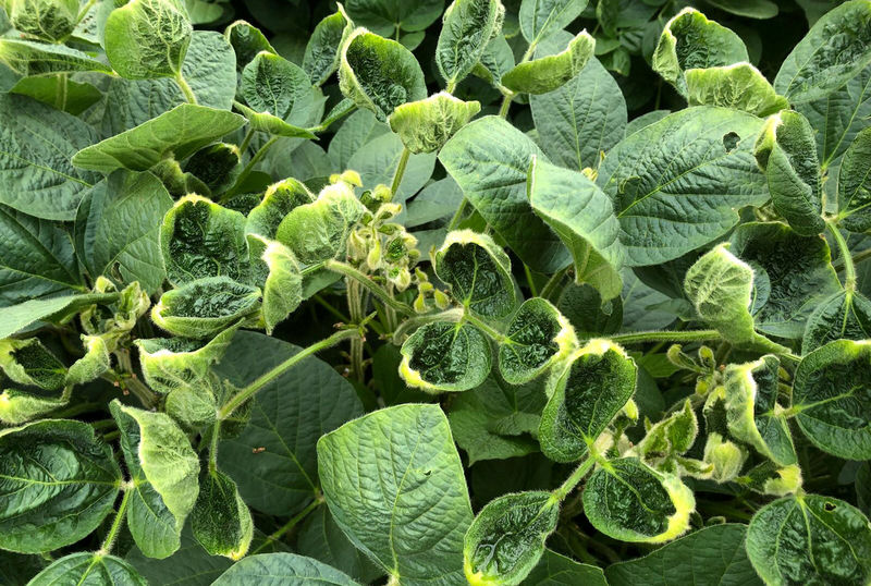 © Reuters. Soybean fields as part of University of Wisconsin research in Arlington