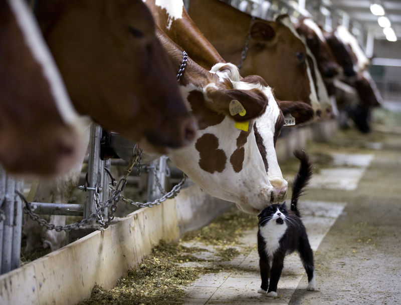 © Reuters. FILE PHOTO: Dairy cows nuzzle a barn cat as they wait to be milked at a farm in Granby Quebec