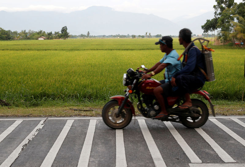 © Reuters. Farmers ride on a motorcycle past a ricefield in Naujan, Oriental Mindoro